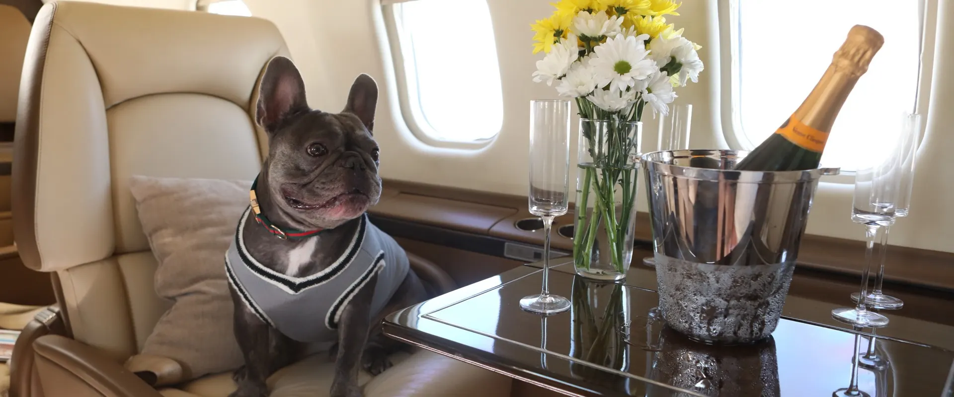 Dog by a private jet