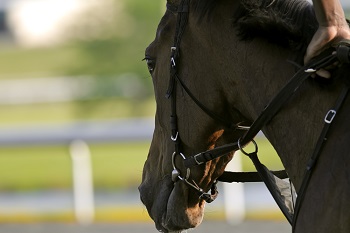 Private Jet Charter to Kentucky Derby