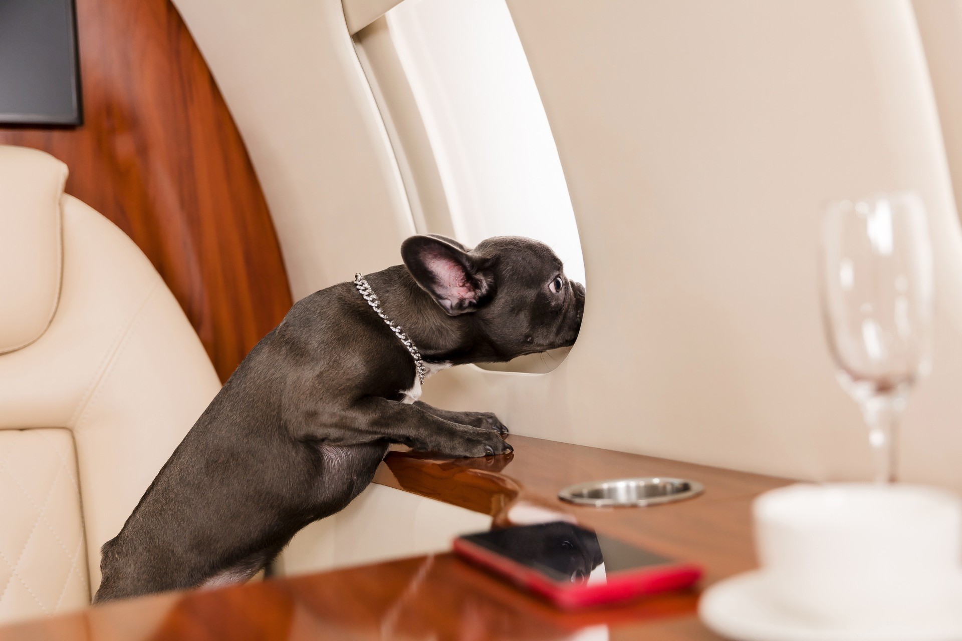 Flying Private with Pets