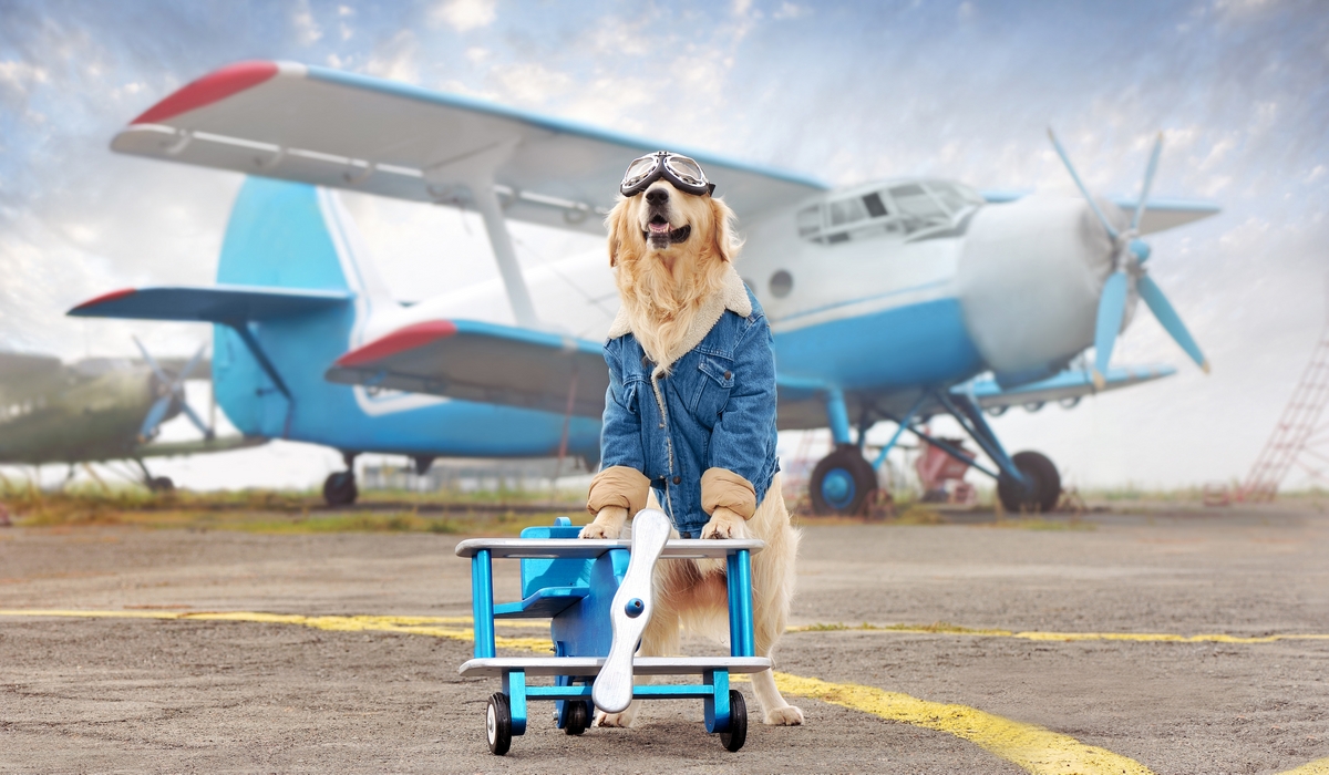 Golden Retriever Friendly Flights by Private Jet