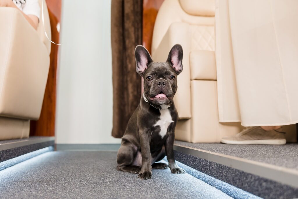 Private Jet Charter to Hawaii with Dog