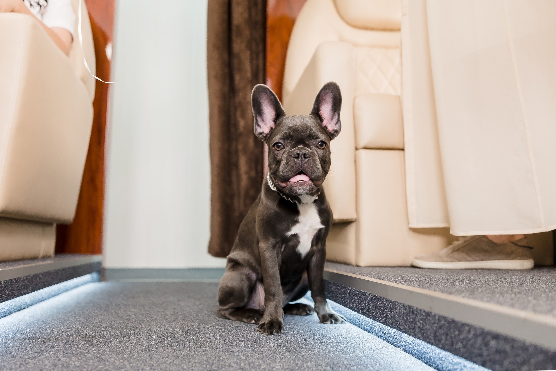 Private Jet to Hawaii with Dog